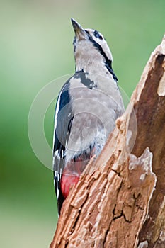 El gran pájaro carpintero 