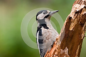 El gran pájaro carpintero 