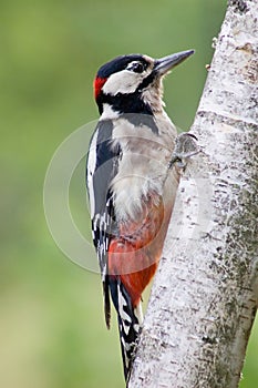 Great Woodpecker