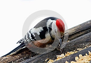 - the great woodpecker close-up in the feeder.