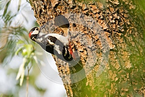 Ďateľ veľký Dendrocopos major. Samec tohto veľkého vtáka sediaci na okraji hniezda nosí potravu pre mláďatá. Čiernobiela