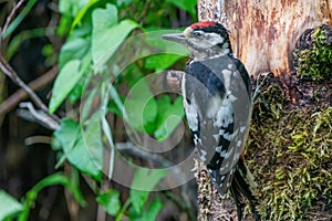 Great woodpecker, Dendrocopos major, male of this large bird sitting on tree stump, red feathers, green diffuse