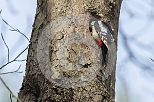 Great woodpecker Dendrocopus major