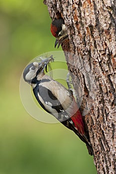 Great Woodpecker Feeding youngster