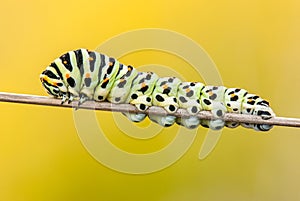 Great worm caterpillar on branch Macaon photo