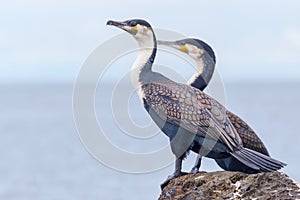 Great or White-breasted Cormorant, Males Standing