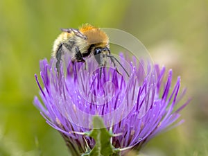 Great yellow bumblebee on flower photo