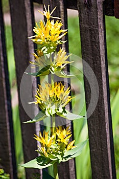 Great yellow gentian flower natural medicine photo
