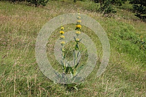 The great yellow gentian, Gentiana lutea