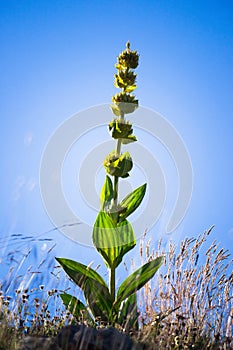 Great yellow gentian Gentiana lutea in the French Alps