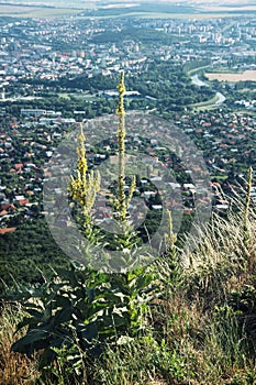 Great yellow gentian grows on a hill Zobor above the Nitra city photo