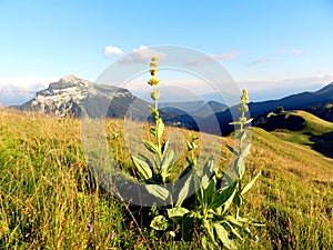 Yellow mountain flower, sunset in French Alps, Charmant Som photo