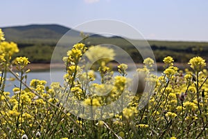 Great yellowcress near the lake