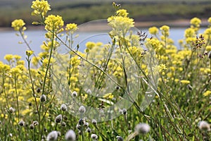 Great yellowcress near the lake