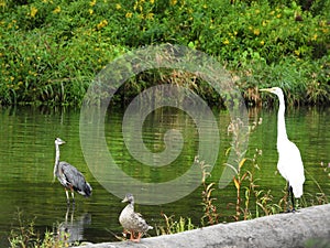 GreatBlue Heron and Great White Egret eyeing each other