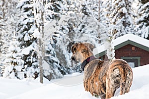 Greate dane winter behind