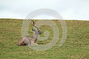 Greated kudu