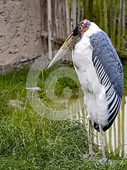 Greater adjutant, Leptoptilos crumeniferus, has a big beak is an African scavenger, flies well