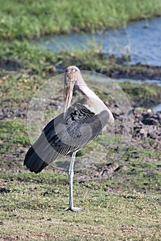 Greater adjutant, Leptoptilus crumeniferus, in Chobe National Park, Botswana