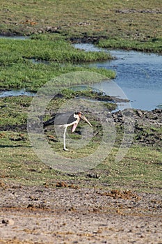 Greater adjutant, Leptoptilus crumeniferus, in Chobe National Park, Botswana