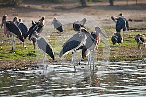 Greater adjutant, Leptoptilus crumeniferus, in Chobe National Park, Botswana photo