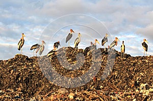 Greater adjutant stork in a landfill