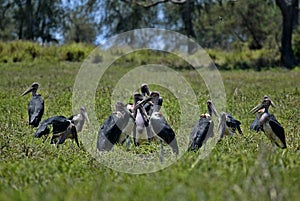 Greater adjuvant group, Leptoptilos crumeniferus, South Luangwa, Zambia