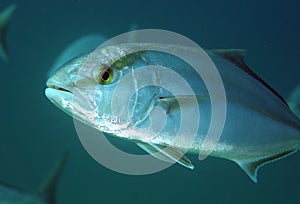 Greater Amberjack