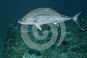 Greater Amberjack - Macs Reef photo