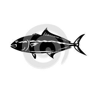 Greater Amberjack Seriola Dumerili Medregal Coronado Allied Kingfish Greater Yellowtail Mascot