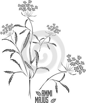 Greater Ammi officinalis plant vector illustration