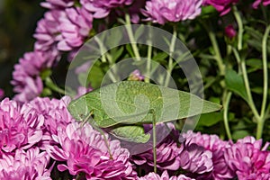 Greater Angle-winged Katydid - Microcentrum rhombifolium