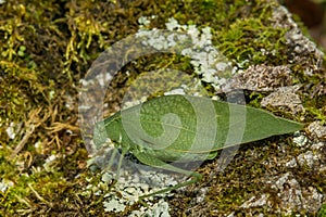 Greater Angle-winged Katydid - Microcentrum rhombifolium