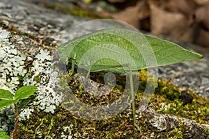 Greater Angle-winged Katydid - Microcentrum rhombifolium