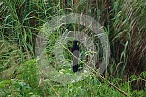 Greater Ani bird in Nariva Swamp on Trinidad