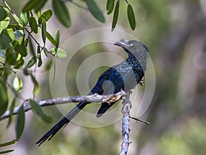 Greater Ani,(Crotophaga major)