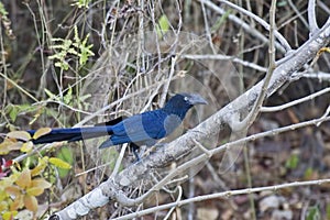 Greater Ani, Crotophaga major, perched in tree