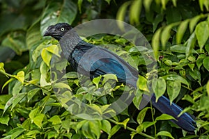 Greater Ani - Crotophaga major, unique beautiful black cuckoo