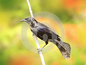 a greater Antillean grackle perched on a tree branch photo