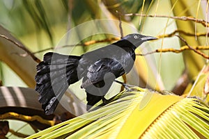 The Greater Antillean grackle, Quiscalus niger photo