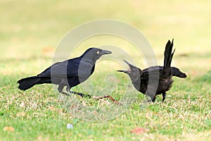 The Greater Antillean grackle photo