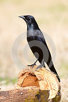 Greater Antillean grackle, Quiscalus niger Toti photo
