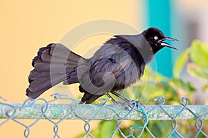 Greater Antillean grackle Quiscalus niger Toti photo