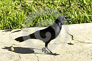 The Greater Antillean grackle - Quiscalus niger - Varadero, Cuba