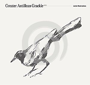 Greater Antillean grackle, raven, crow, sketch
