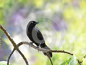 a greater Antillean gracle bird perched on a tree branch photo