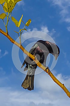 a greater antillean gracle perched on a tree branch photo