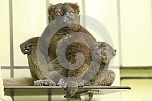 Greater bamboo lemur photo