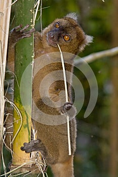 Greater Bamboo Lemur photo