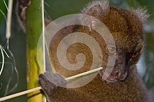 Greater Bamboo Lemur photo